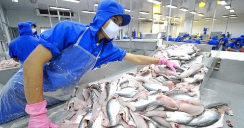 Giá bán cá tra sang Mỹ tăng 20%, kỳ vọng lãi ròng của Thủy sản Vĩnh Hoàn (VHC) vượt nghìn tỷ đồng