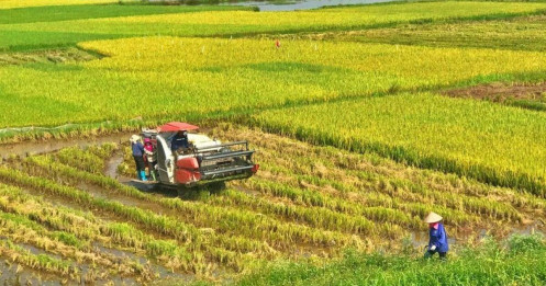 Xuất khẩu gạo tăng trưởng tích cực, đẩy mạnh liên kết với nông dân