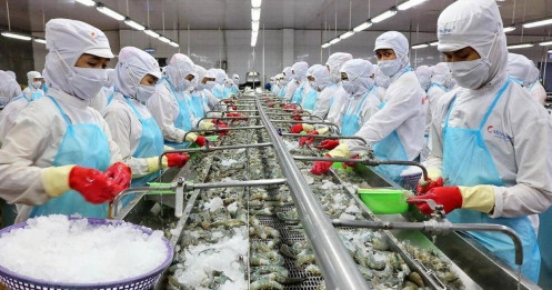 Thủy sản Minh Phú tham vọng lãi kỷ lục gần 1.300 tỷ đồng