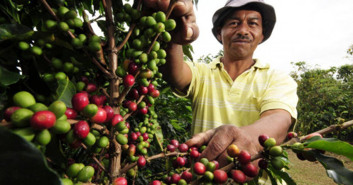 Giá cà phê đạt đỉnh lịch sử khi thời tiết ảnh cực đoan ảnh hưởng cây trồng ở cả Việt Nam và Brazil trong khi nhu cầu tiêu thụ tăng cao