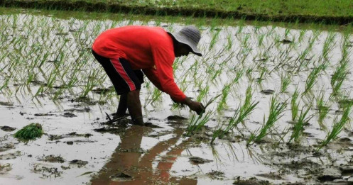 Philippines hạ thuế nhập khẩu gạo, cơ hội cho Việt Nam