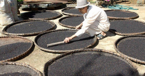 Giá liên tục phá đỉnh, 'vàng đen' của Việt Nam trở thành mặt hàng hot được nhiều nước săn lùng, dễ dàng cán đích xuất khẩu 1 tỷ USD
