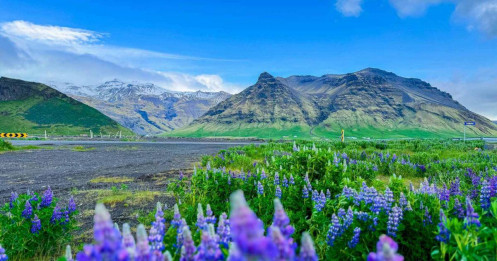 Hè sang, đi Iceland ngắm hoa lupin nở rộ