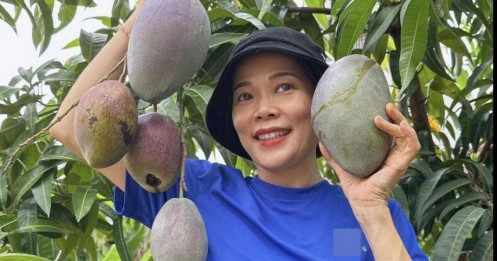 Khu vườn đầu hè của sao Việt: Mỹ Tâm - Mỹ Lệ khoái chí khoe táo xoài đầy vườn, hái vào đầy giỏ