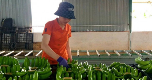 Việt Nam vượt Philippines dẫn đầu về xuất khẩu chuối sang Trung Quốc