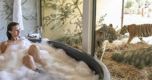 Trải nghiệm ngủ gần hổ, sư tử tại khu nghỉ dưỡng ở Australia