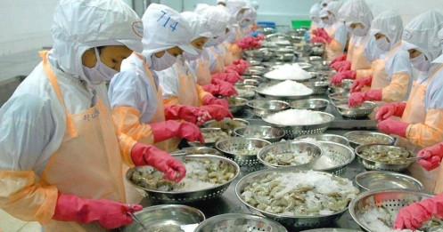 Camimex Group (CMX) hé lộ hợp tác với nhà bán lẻ lớn nhất Hàn Quốc, mở rộng sang mảng chế biến cá