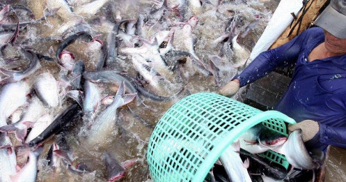 Top 5 thị trường hàng đầu nhập khẩu cá tra giá trị gia tăng của Việt Nam