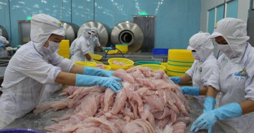 5 thị trường xuất khẩu mực, bạch tuộc lớn nhất của Việt Nam
