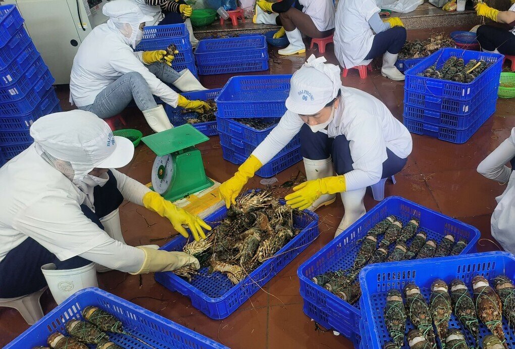 Hơn 60 tấn tôm hùm ở Phú Yên chết bất thường