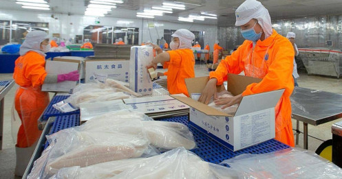 Thủy sản Nam Việt (ANV): Lãi quý 2 ước tăng gấp 2,5 lần quý 1, thị trường Trung Quốc dần khởi sắc