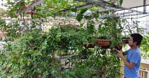 Kỹ sư ở Hà Nội làm vườn sân thượng, nuôi chim, trồng hoa, tạo “làng quê thu nhỏ” ngay tại gia