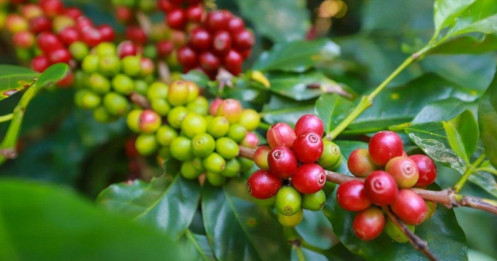 Giá cà phê có thể đẩy kim ngạch xuất khẩu đạt kỷ lục 6 tỉ USD