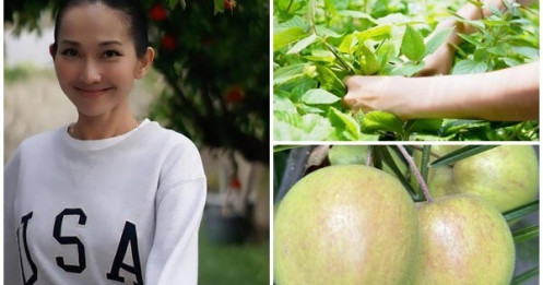 Cơ ngơi rộng rãi ngập rau trái của 'em gái Hà Tăng' tại Mỹ