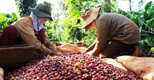 Việt Nam chi 110 triệu USD để nhập khẩu cà phê trong 7 tháng