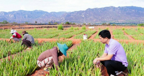 Lãi của 'Vua nha đam' tăng hơn 5 lần