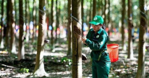 Cổ phiếu GVR (Tập Đoàn Công Nghiệp Cao su Việt Nam): Luận điểm đầu tư