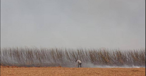 Cháy rừng hoành hành, ngành mía đường Brazil hứng chịu thiệt hại nặng nề