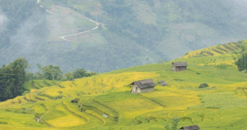 Cung đường ở Lào Cai mùa lúa chín gây sốt, khách ngỡ ‘chốn bồng lai’