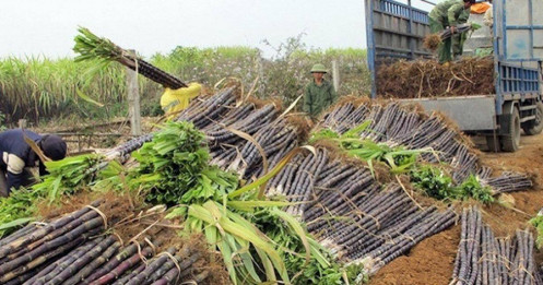 "Vị ngọt" mía đường chưa "tròn vị"