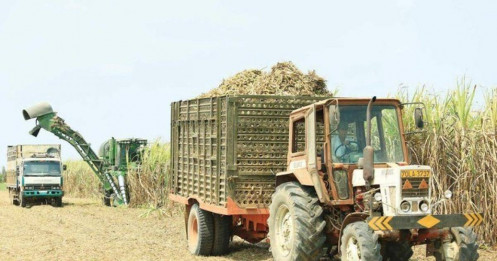 Đâu là nguyên nhân chính khiến giá đường sụt giảm mạnh trong thời gian qua?