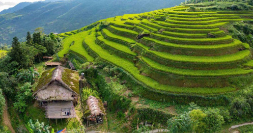 ‘Mùa vàng’ trên ruộng bậc thang ở Hà Giang, Yên Bái sau bão lũ