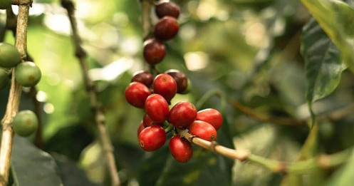 Cơn sốt giá cà phê Robusta Việt Nam và tác động thị trường