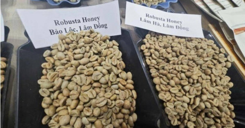 Giá cà phê Robusta tăng dữ dội chỉ sau một đêm