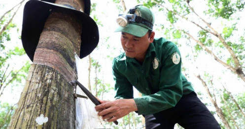 Cao su Đồng Phú (DPR): Giá mủ cao su tăng vọt, lãi cả năm dự báo tăng 55%