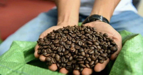 Tại sao giá cà phê Robusta tăng dữ dội?