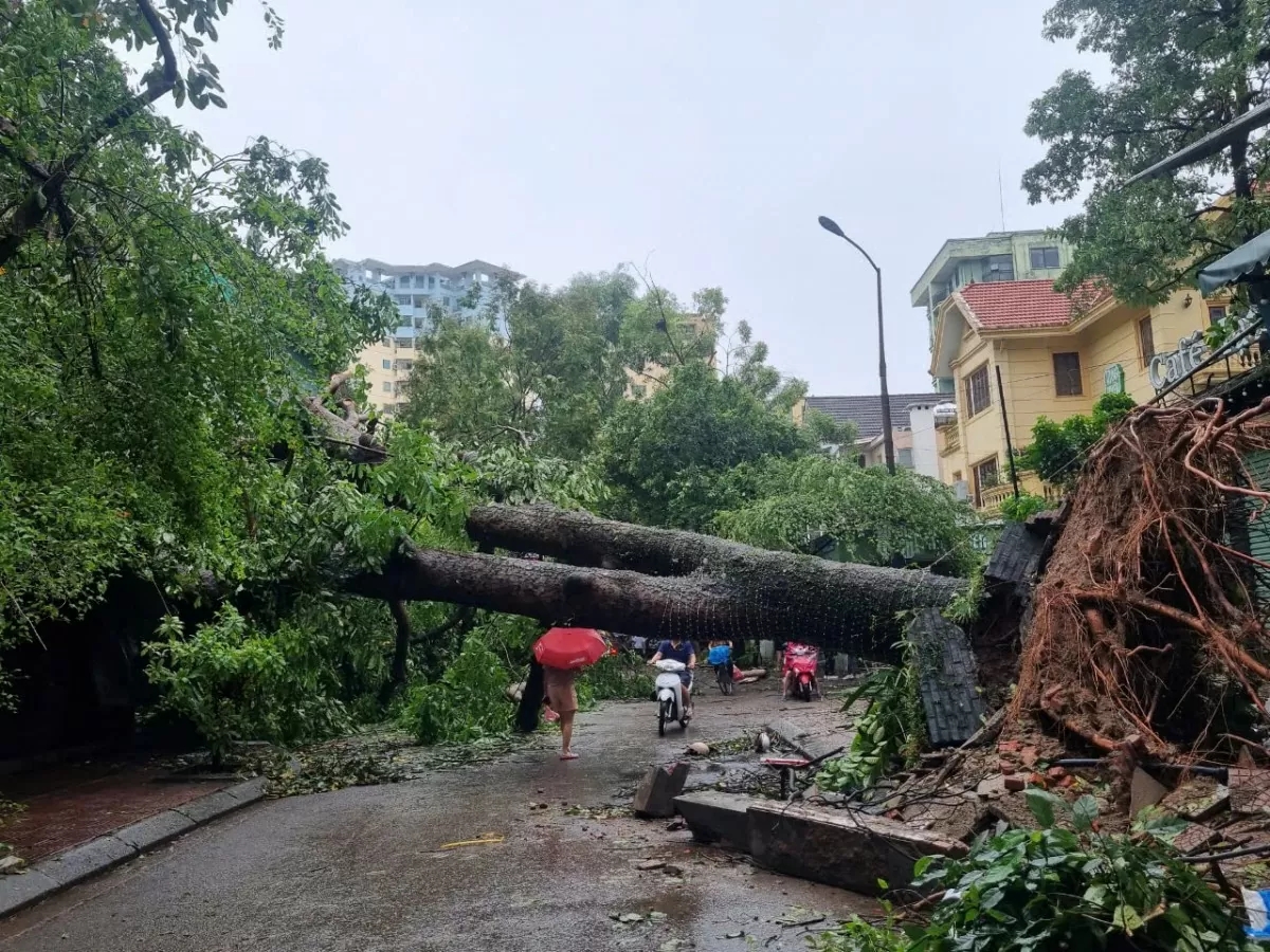 Hà Nội: Cây xanh bật gốc sau bão, lộ ra nhiều ‘chuyện lạ’