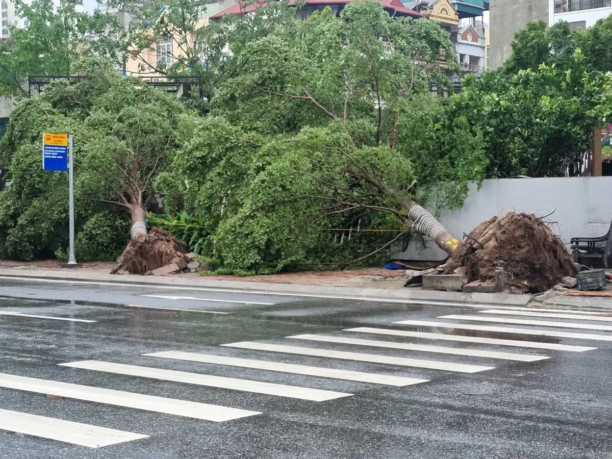 Hà Nội: Cây xanh bật gốc sau bão, lộ ra nhiều ‘chuyện lạ’