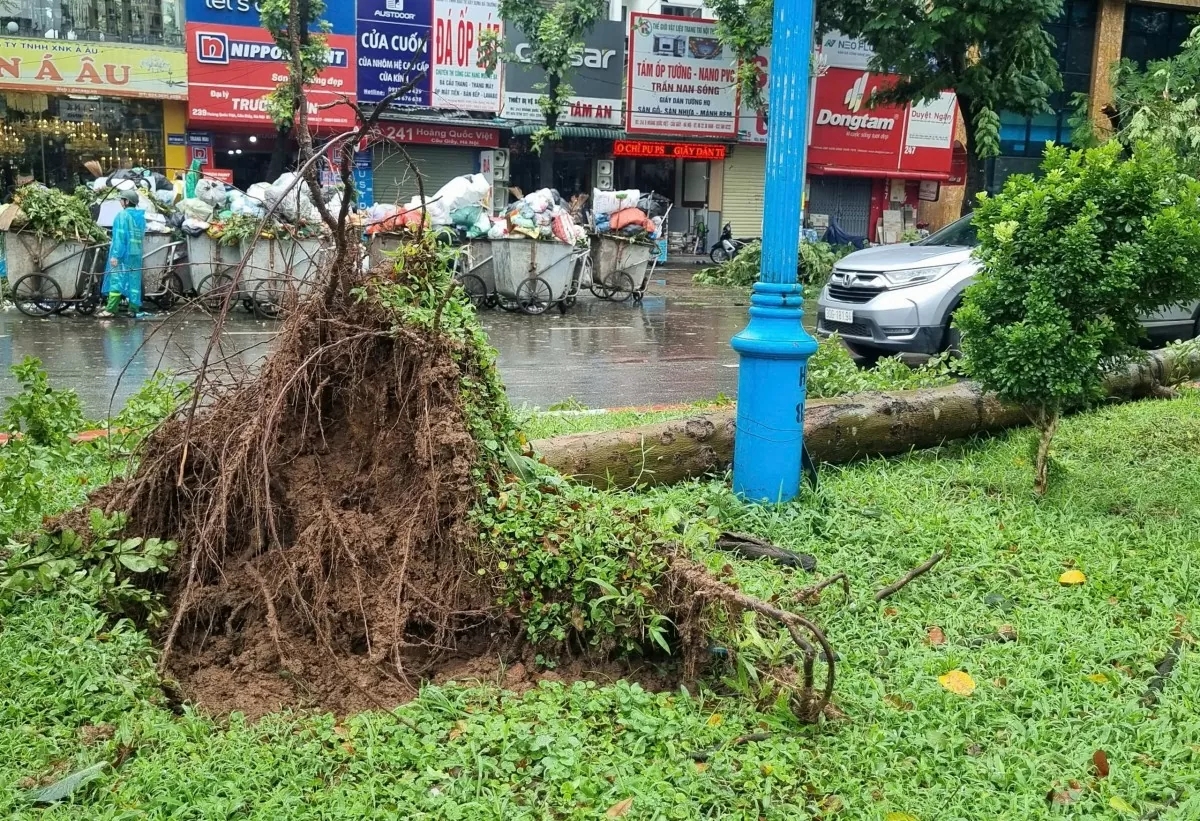 Hà Nội: Cây xanh bật gốc sau bão, lộ ra nhiều ‘chuyện lạ’