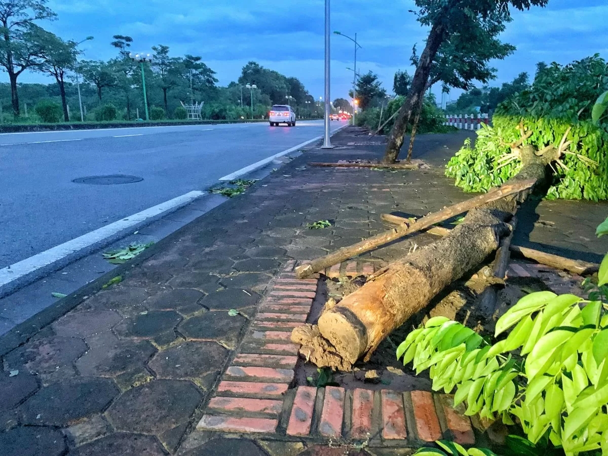 Hà Nội: Cây xanh bật gốc sau bão, lộ ra nhiều ‘chuyện lạ’