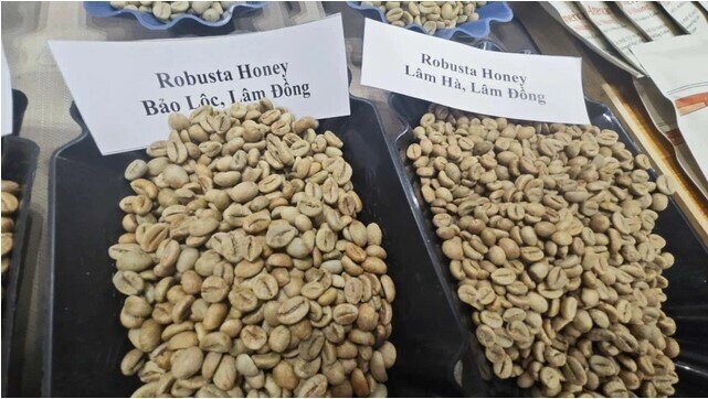 Giá cà phê Robusta tăng dữ dội chỉ sau một đêm