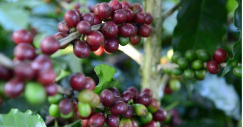 Cà phê Robusta, Arabica đồng loạt tăng giá sốc