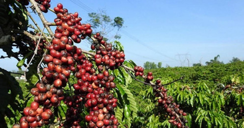 Giá cà phê tăng trưởng mạnh mẽ: Lo ngại về nguồn cung và thời tiết khô hạn đẩy thị trường lên cao