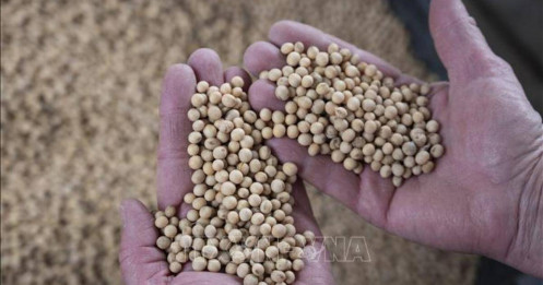 Trung Quốc tiếp tục mua đậu nành Mỹ: Cơ hội và rủi ro trong căng thẳng thương mại toàn cầu
