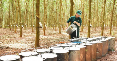 Tình trạng thiếu hụt cao su kéo dài đến năm 2026