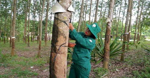 Cao su Đồng Phú (DPR): Giá cao su đạt kỷ lục 50 triệu đồng/tấn, hưởng lợi đến ít nhất nửa đầu năm sau
