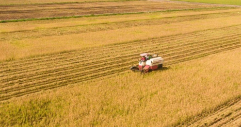 Thua lỗ kéo dài, Gạo Trung An quyết giải thể 2 công ty con