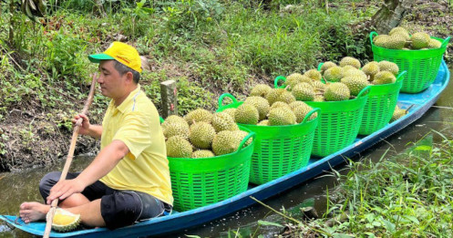 Giá sầu riêng trái vụ giảm mạnh