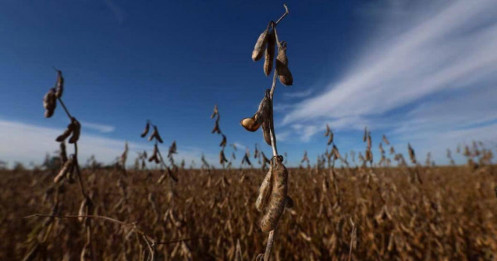 La Nina có thể cản trở vụ mùa bội thu của Argentina