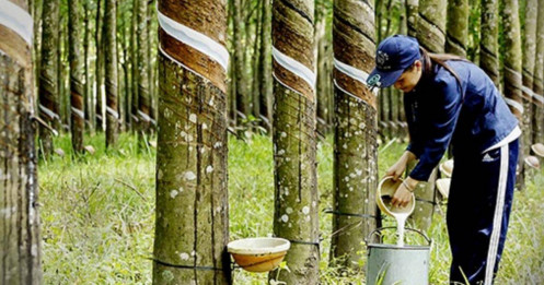Cao su tiếp đà tăng cao nhất 1 tháng