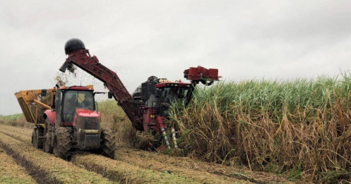 Giá đường tăng vọt vào thứ sáu: điều gì đang xảy ra ở Brazil và thị trường thế giới?