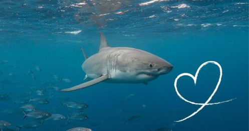 Một trong những “cá mập” lớn nhất trên TTCK bất ngờ hút được thêm cả nghìn tỷ vốn ngoại trong tháng 11, mua hàng chục triệu cổ phiếu ngân hàng, chứng khoán