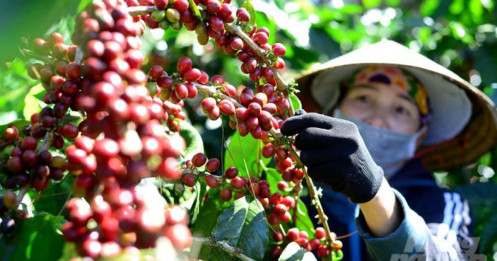 Cà phê tiếp tục bị chốt lời tại mức giá đỉnh mọi thời đại