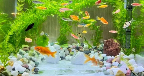 Người xưa dặn: Phòng khách có 3 thứ này, gia chủ phất lên giàu sang - con cháu đời đời hưởng phúc