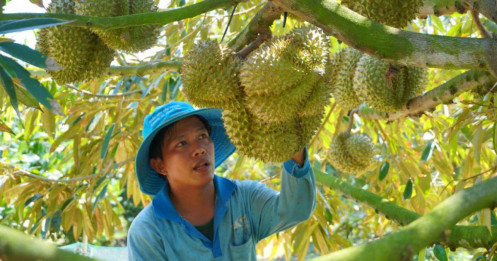 Trung Quốc chi hơn 100.000 tỷ đồng mua rau quả Việt