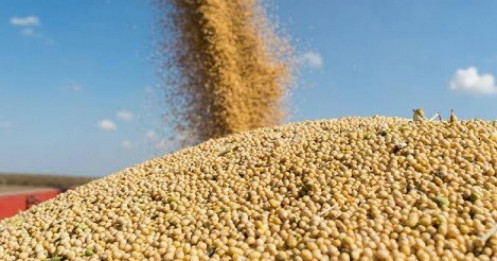 Thị trường đậu tương: Thách thức lớn nhất là gì?
